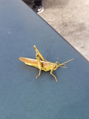 Schistocerca alutacea