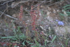 Rumex bucephalophorus