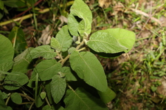 Solanum densevestitum