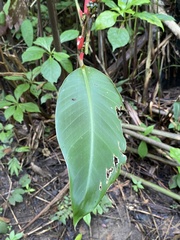 Heliconia metallica