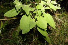 Solanum densevestitum