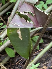 Heliconia metallica