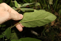 Solanum densevestitum