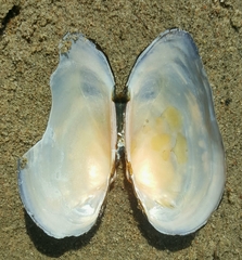 Strophitus undulatus