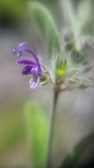 Trichostema oblongum