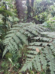 Cyathea planadae