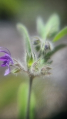 Trichostema oblongum