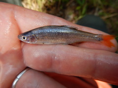 Lythrurus umbratilis