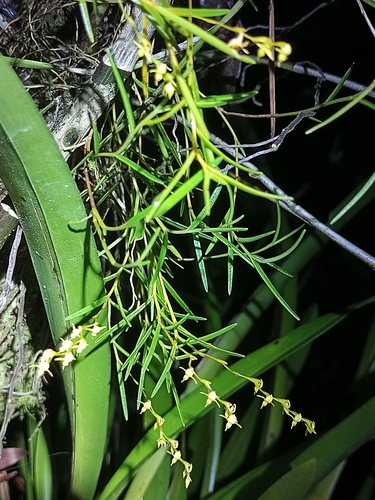 Epidendrum paranthicum image
