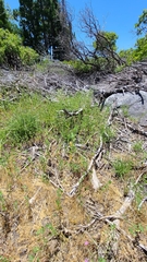 Trichostema oblongum