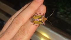 Pentatoma parametallifera