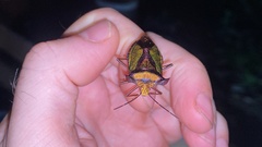 Pentatoma parametallifera