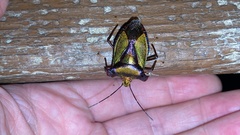 Pentatoma parametallifera
