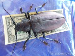 Titanus giganteus