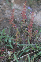 Rumex bucephalophorus