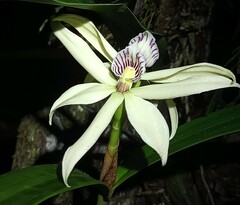 Prosthechea baculus