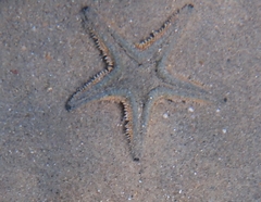 Astropecten jonstoni