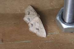 Idaea belemiata