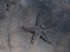 Astropecten jonstoni