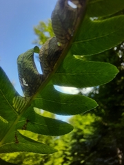 Chirosia filicis