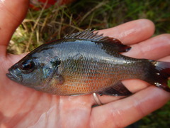 Lepomis miniatus