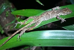 Anolis cobanensis