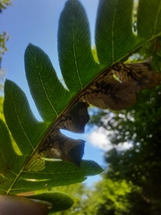 Chirosia filicis