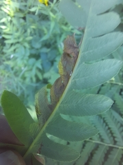 Chirosia filicis