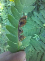 Chirosia filicis