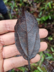 Alchornea triplinervia