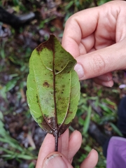 Alchornea triplinervia