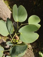 Bauhinia