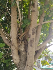 Bauhinia