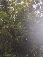 Bauhinia