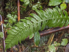 Blechnum chambersii