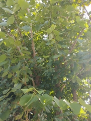 Bauhinia