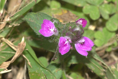 Rostellularia obtusa