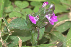 Rostellularia obtusa