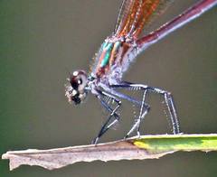 Hetaerina laesa