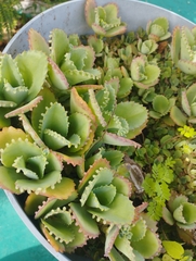Kalanchoe