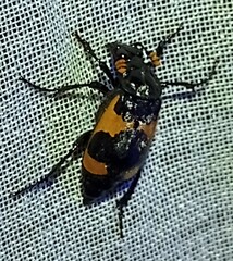 Nicrophorus olidus