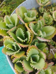 Kalanchoe
