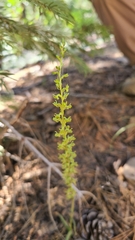 Platanthera colemanii