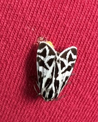 Apantesis cervinoides