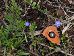 Automeris cecrops