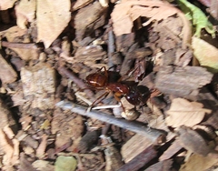 Camponotus americanus