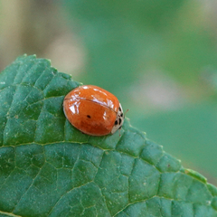 Harmonia axyridis