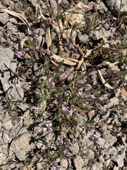 Polygonum polygaloides kelloggii