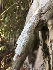 Diplotomma alboatrum