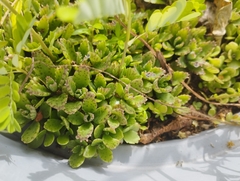 Kalanchoe